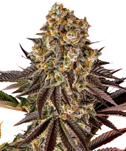 Gelato 45 | PHOTOFEM | Barneys Farm