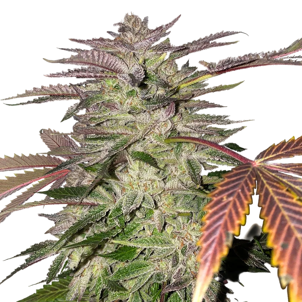 Gelato Cake | PHOTOFEM | T.H. Seeds