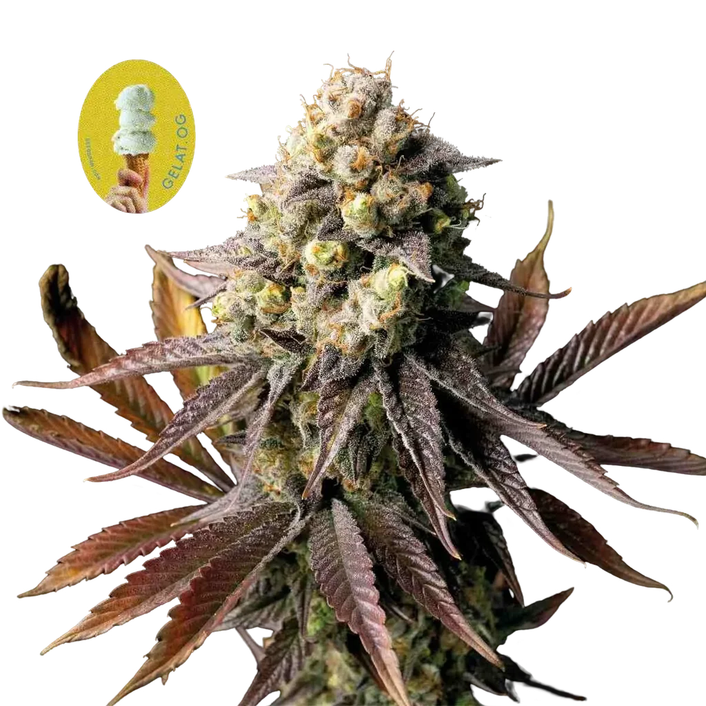 Gelat.OG | PHOTOFEM | Seedsman