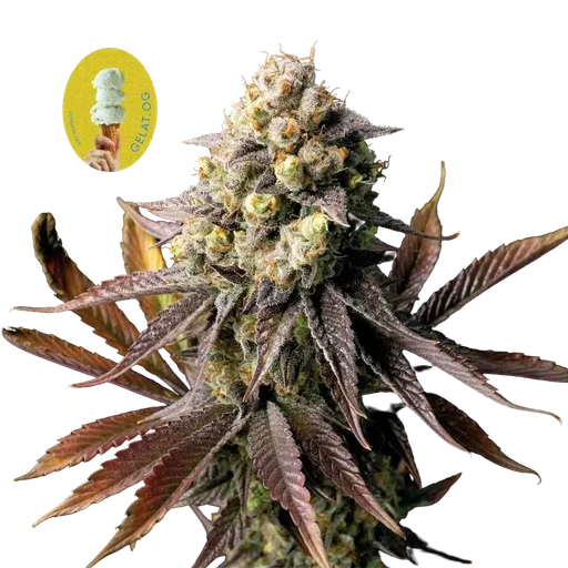 Gelat.OG