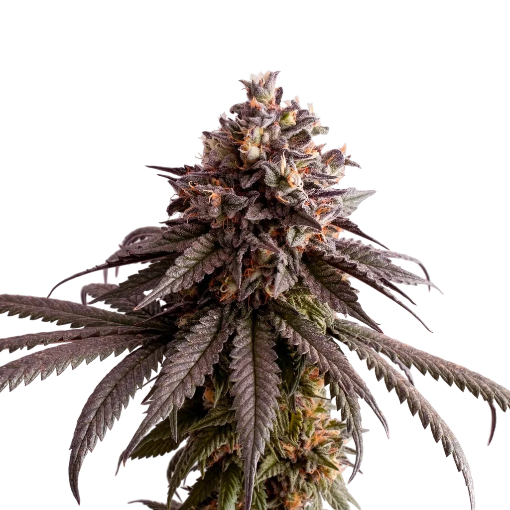 Gelato-K – Produktansicht