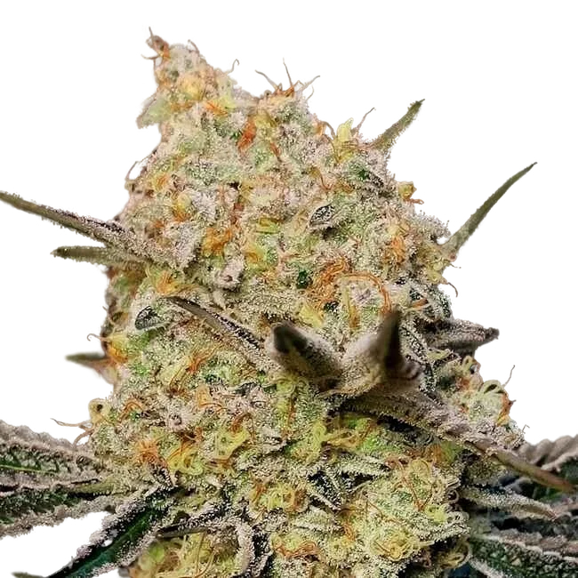 Gelato Mint | PHOTOFEM | 00 Seeds