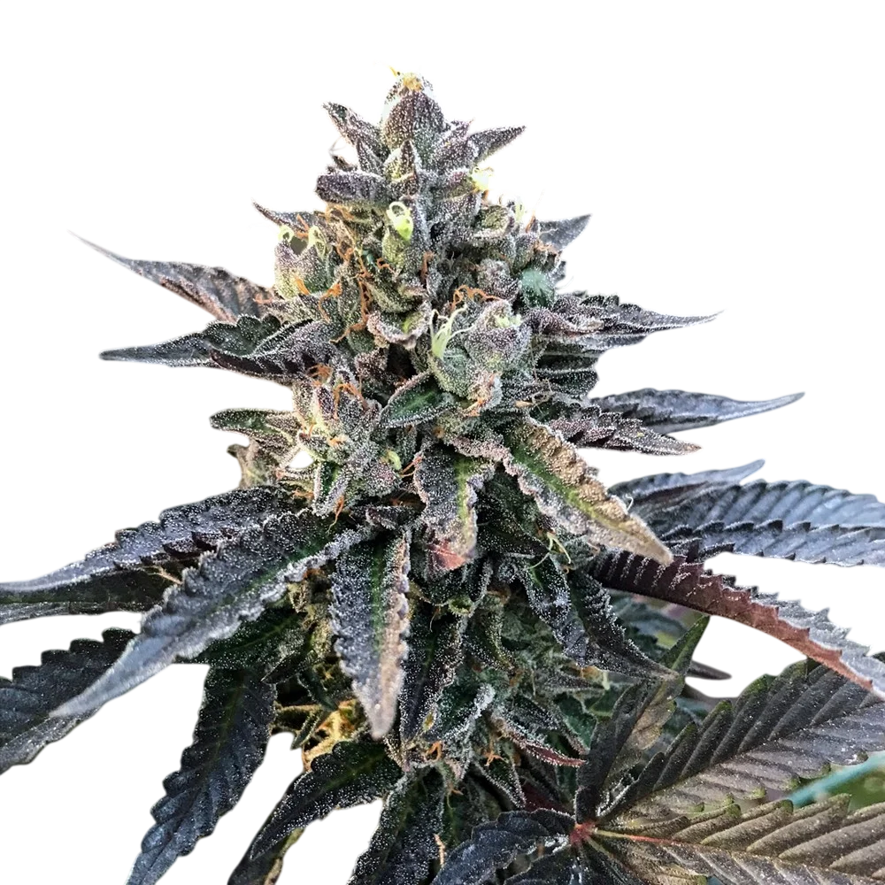Gelato Sorbet | PHOTOFEM | DNA Genetics