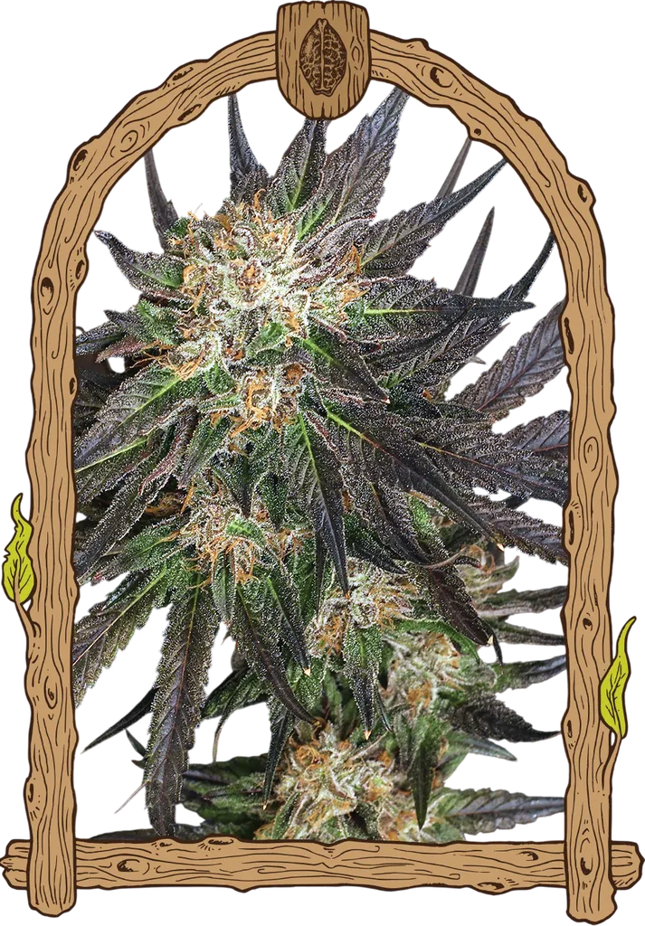 Georgia Cream | PHOTOFEM | Exotic Seed