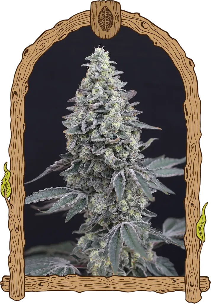 Georgia Cream Auto | AUTOFEM | Exotic Seed