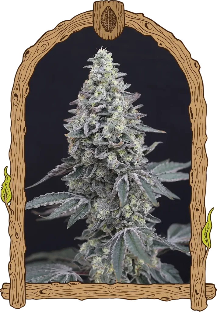 Georgia Cream Auto – Produktansicht