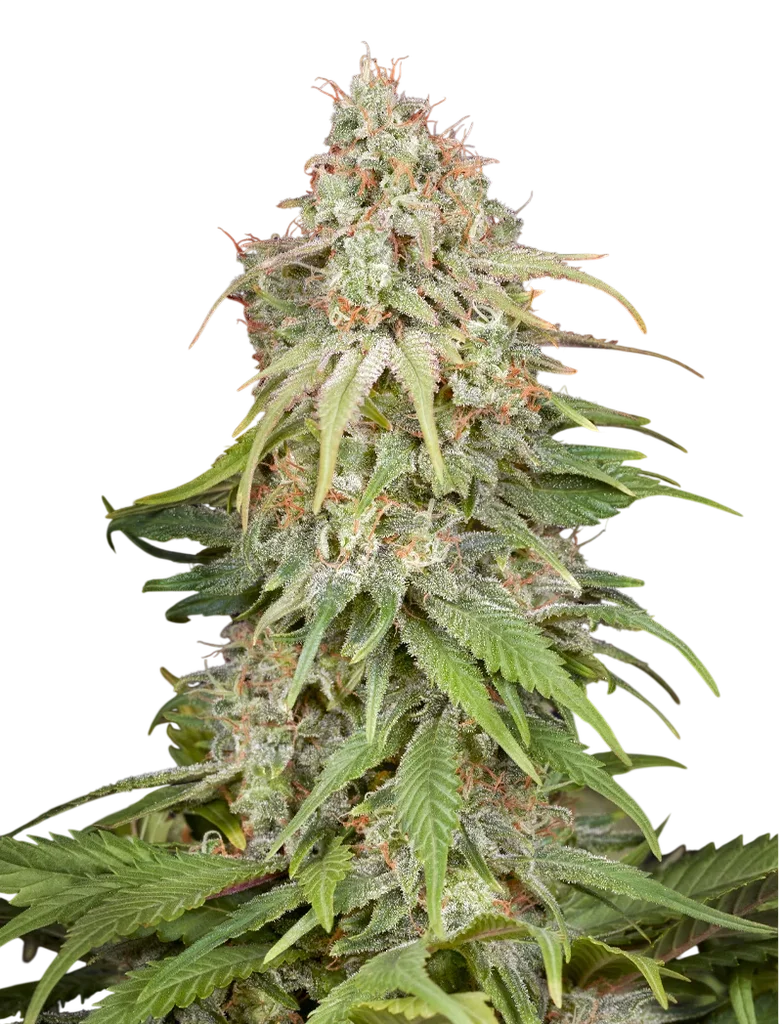 GH Amnesia – Produktansicht