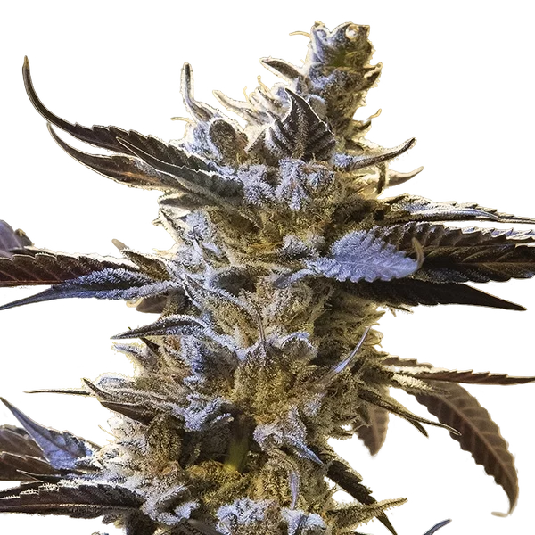 Ghost Train OG Auto – Produktansicht