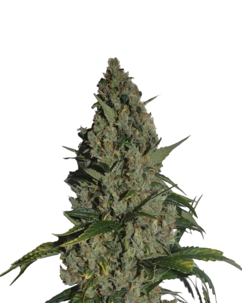 Amnesia – Produktansicht