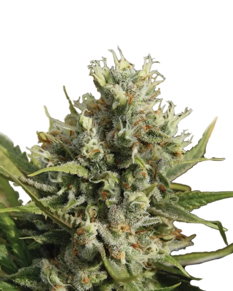 Amnesia Auto – Produktansicht