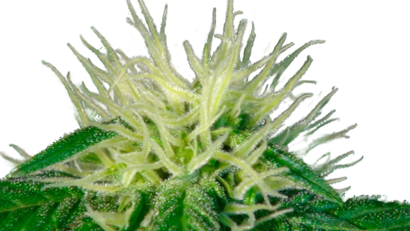 Ginger Punch (Hobbit) Auto – Produktansicht