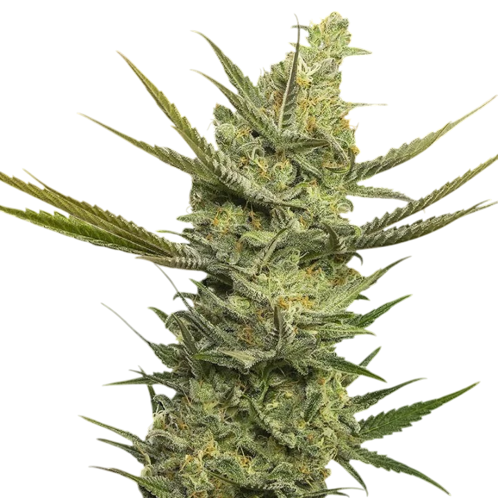 Gipsy Haze – Produktansicht