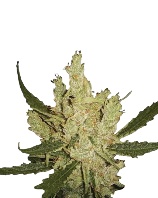 Amnesia – Produktansicht
