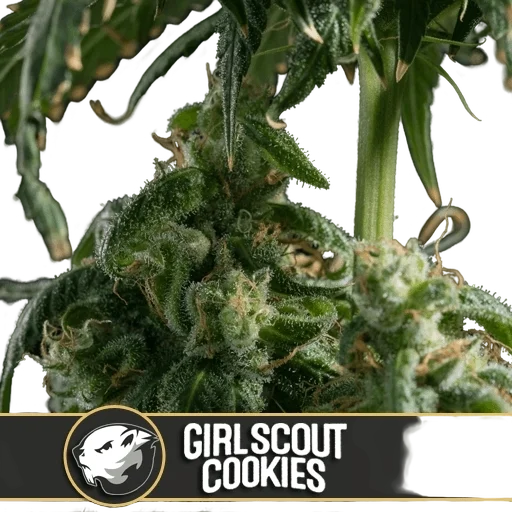 Girl Scout Cookies