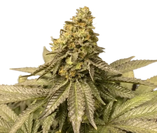 Girl Scout Cookies Auto – Produktansicht