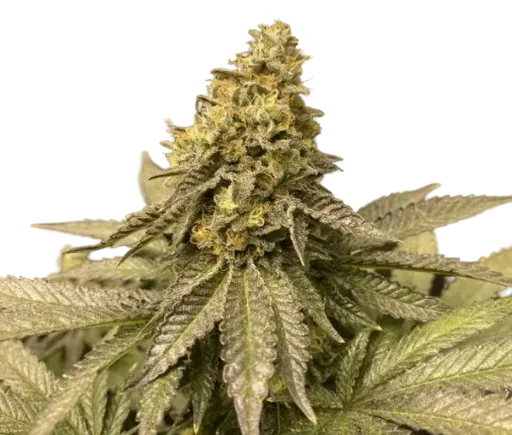 Girl Scout Cookies Auto