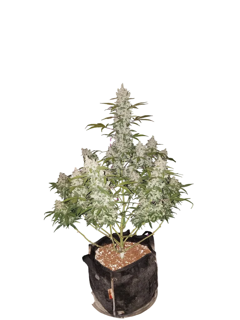Girl Scout Cookies Auto – Produktansicht