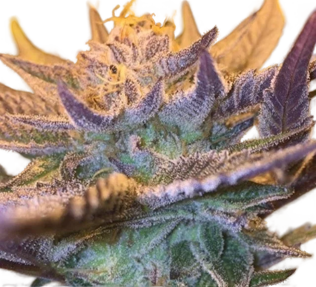Girl Scout Cookies Auto – Produktansicht
