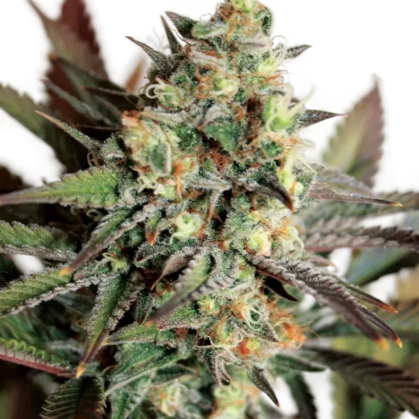Girl Scout Cookies – Produktansicht