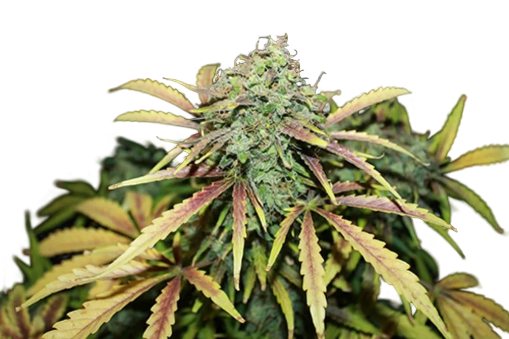 Amnesia – Produktansicht