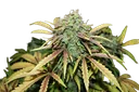 Amnesia | PHOTOREG | Seedsman