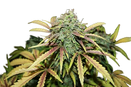 Amnesia