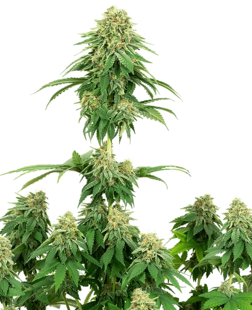 Girl Scout Cookies – Produktansicht