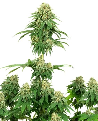 Girl Scout Cookies