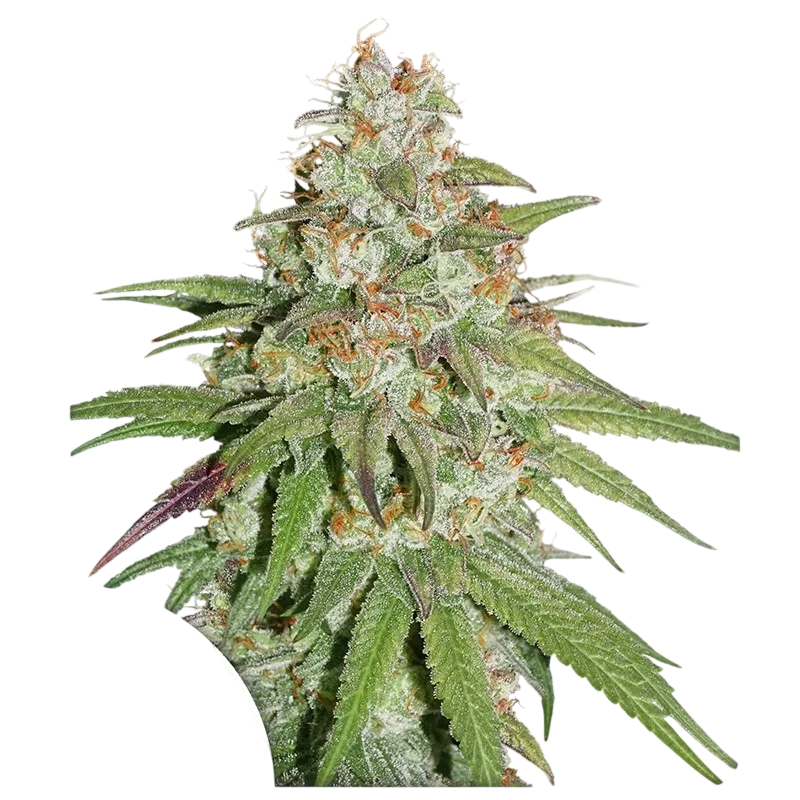 Glueberry O.G. – Produktansicht
