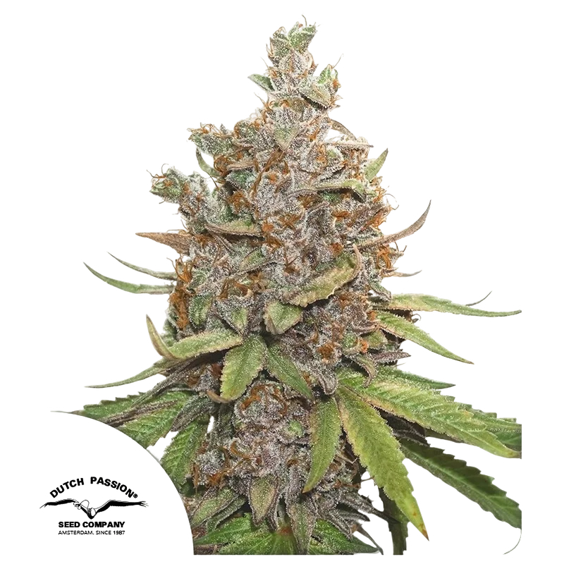 Glueberry O.G. Auto – Produktansicht