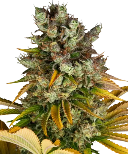 GMO | PHOTOFEM | Barneys Farm