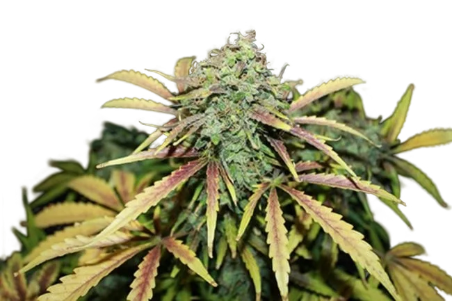 Amnesia – Produktansicht