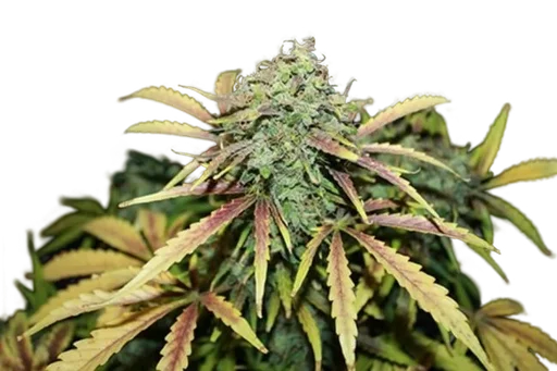 Amnesia