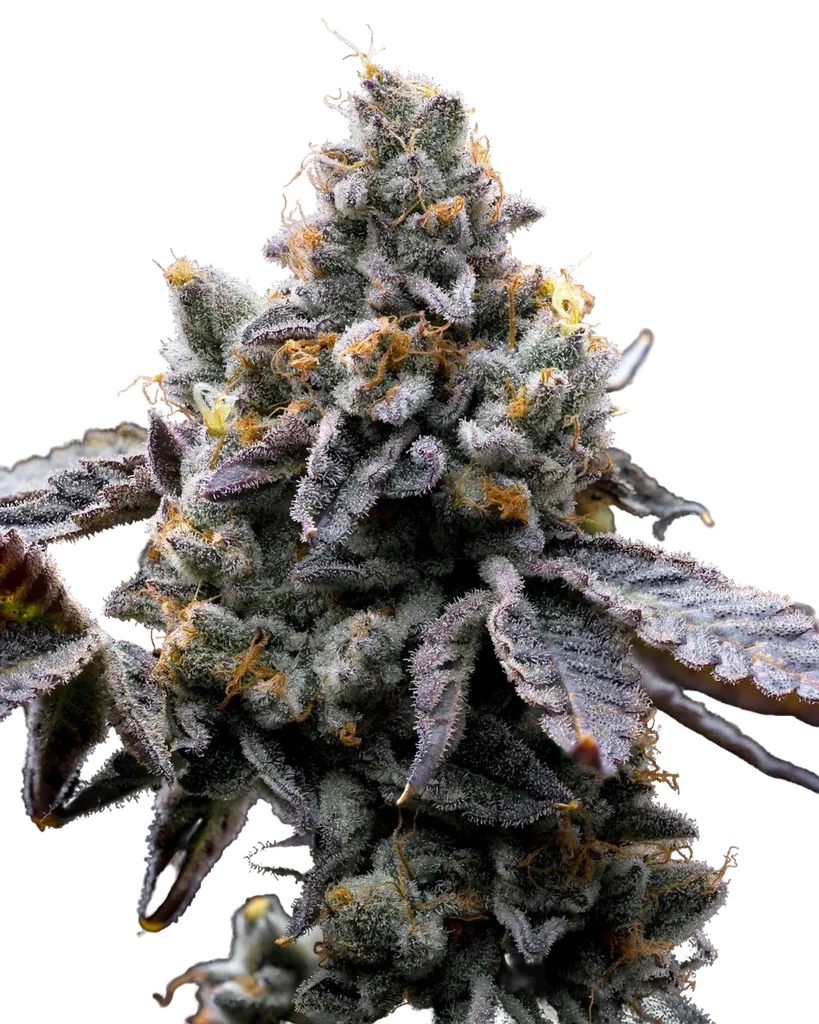 GMO Cookies – Produktansicht