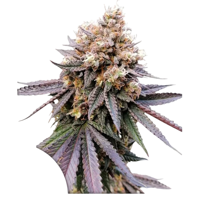 GMO FAST – Produktansicht