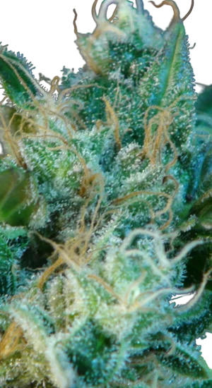 Gnomo Auto | AUTOFEM | Kannabia Seeds