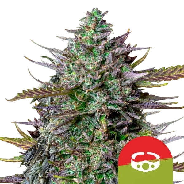 GOATlato Auto – Produktansicht