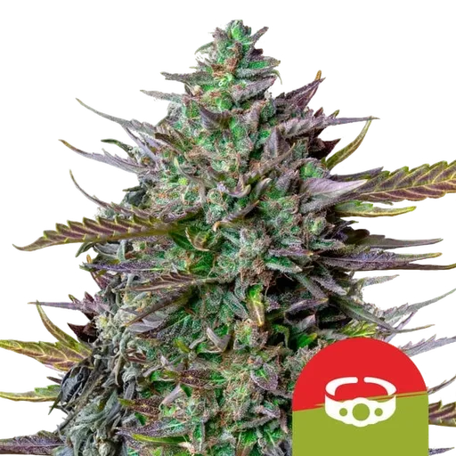 GOATlato