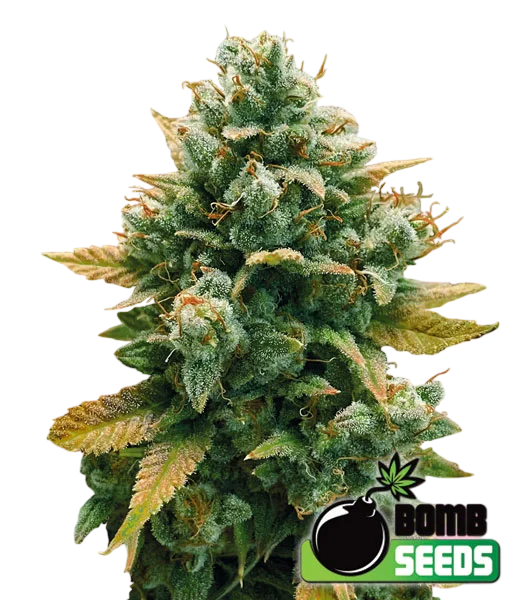 Godfather Bomb – Produktansicht