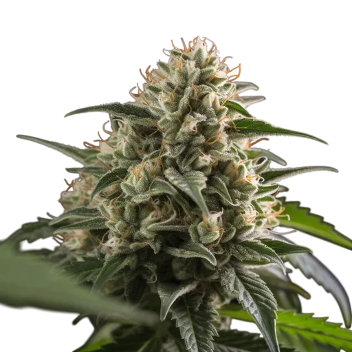 Amnesia