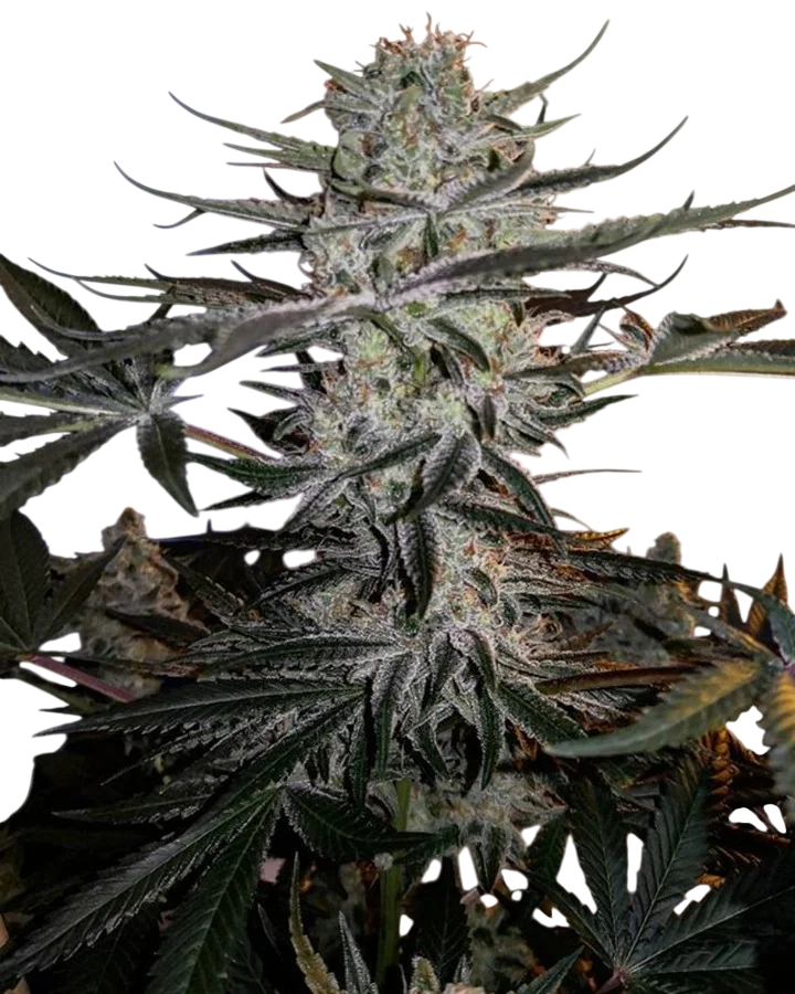 Godzilla Glue – Produktansicht