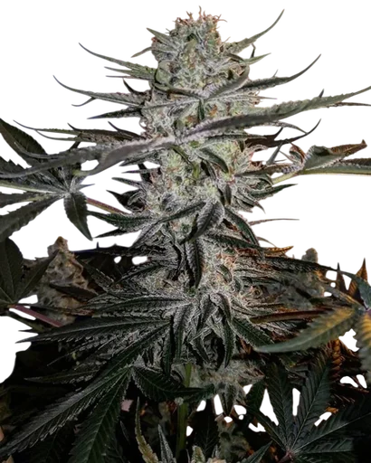 Godzilla Glue