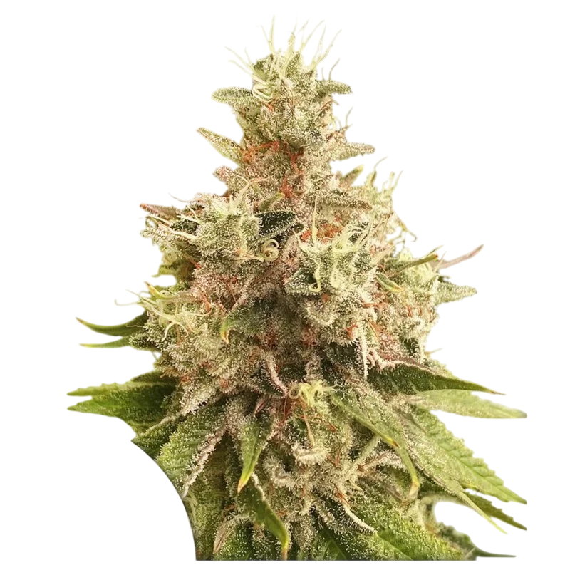 Golden Apple Haze – Produktansicht