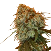 Golden Tiger | PHOTOREG | Ace Seeds