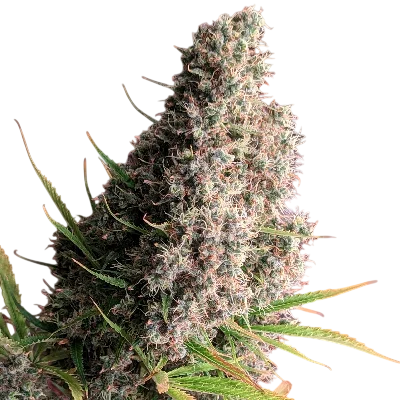 Golden Tiger – Produktansicht