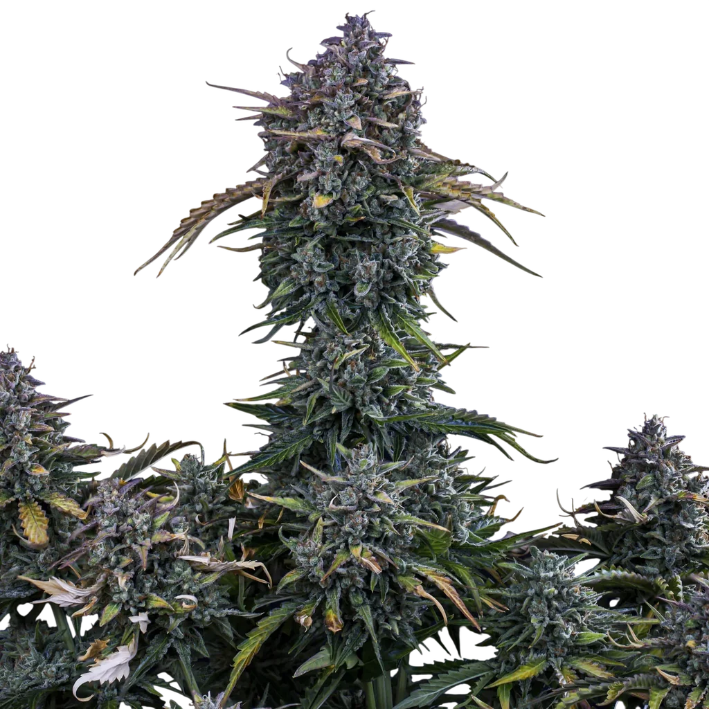Gold Glue Auto – Produktansicht
