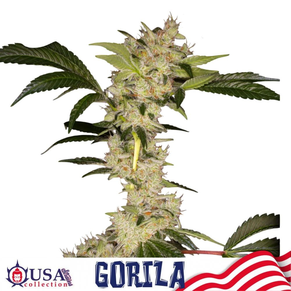 Gorila – Produktansicht