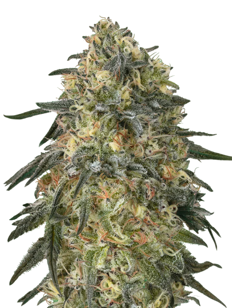 Gorilla – Produktansicht