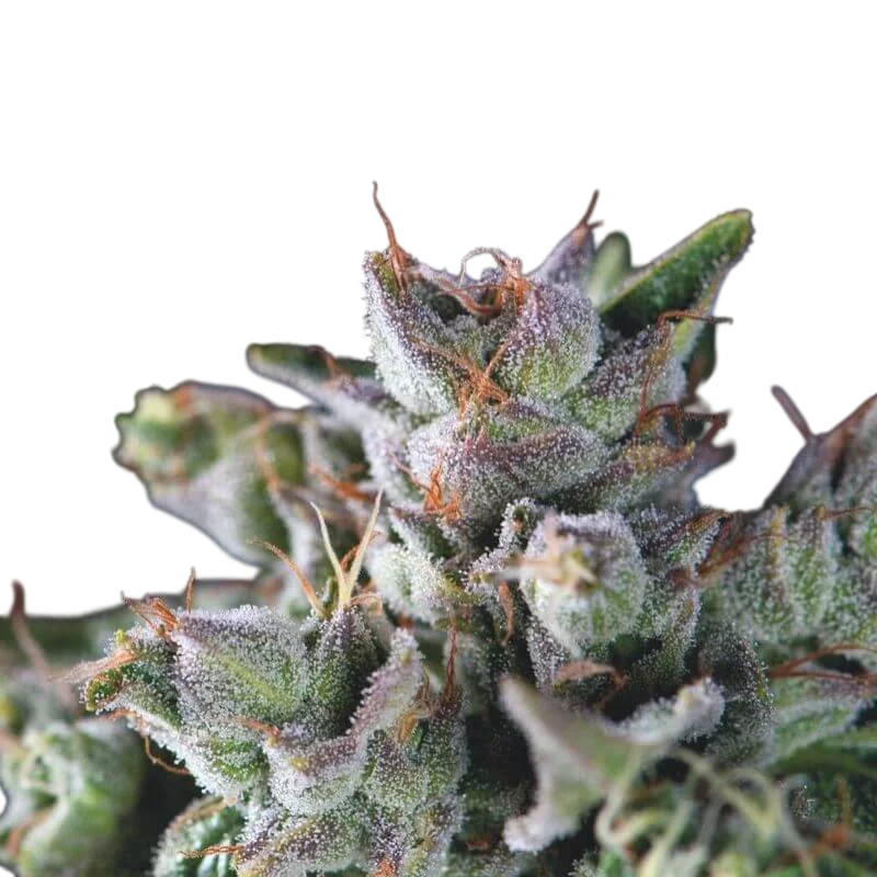 Gorilla – Produktansicht