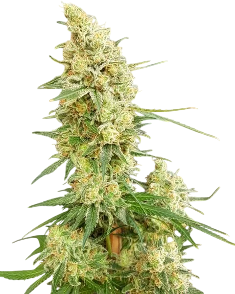 Gorilla Banana – Produktansicht